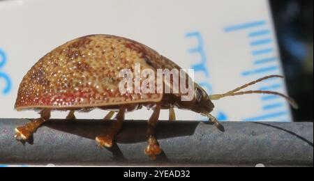 Coleottero tartaruga all'eucalipto (Paropsis charybdis) Foto Stock