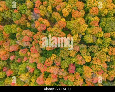 I colori autunnali dell'Ontario sono in autunno. Alberi vibranti creano una splendida tavolozza di colori per artisti: Londra, Ontario, Canada Foto Stock
