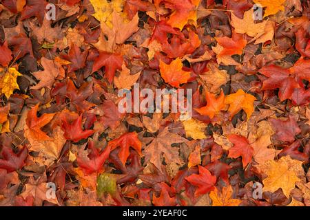 Foglie autunnali cadute ammassate a terra con colori rosso, giallo e marrone, in decomposizione; Londra, Ontario, Canada Foto Stock