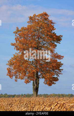 I colori autunnali dell'Ontario sono in autunno. Gli alberi vivaci creano una splendida tavolozza di colori per artisti. Albero solitario in campagna con fogliame di arancio nel ... Foto Stock