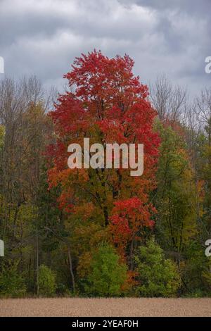 I colori autunnali dell'Ontario sono in autunno. Alberi vibranti creano una splendida tavolozza di colori per artisti: Londra, Ontario, Canada Foto Stock