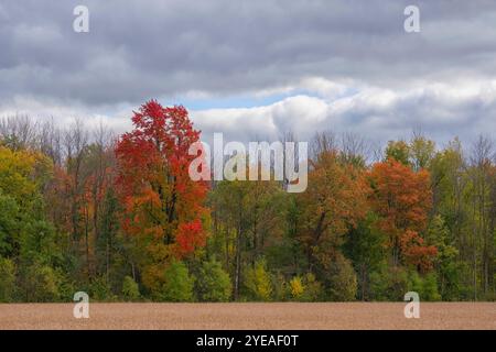 I colori autunnali dell'Ontario sono in autunno. Alberi vibranti creano una splendida tavolozza di colori per artisti: Londra, Ontario, Canada Foto Stock