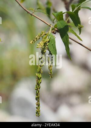 Farfalla asiatica (Buddleja asiatica) Foto Stock