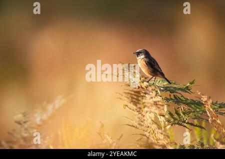 stonechat europeo che si aggetta su un ramo di felce contro sfondo colorato, Regno Unito. Foto Stock