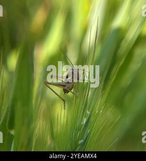 Cespuglio-cricket maculato (Tessellana tessellata) Foto Stock