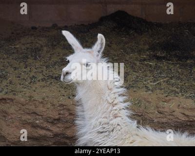 Bel ritratto Llama da vicino Foto Stock