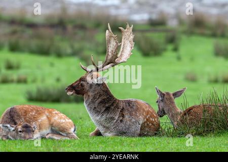 Il cervo europeo dominante (Dama dama) buck / maschio con grandi palchi che riposano tra le fatiche sulla riva del lago durante il rut autunnale in ottobre Foto Stock