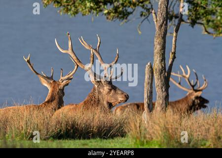 Tre cervi rossi (Cervus elaphus) con grandi corna che riposano in praterie sulla riva del lago durante il rut in autunno / autunno Foto Stock