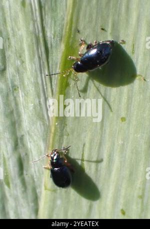 Coleottero delle pulci dell'Iris (Aphthona nonstriata) Foto Stock