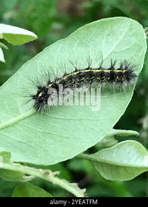 Moth tigre dubbia (Spilosoma dubia) Foto Stock