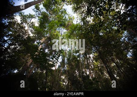 Um novo olhar! Foto Stock