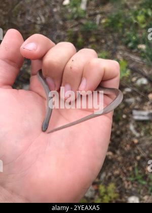 Serpente a testa piatta (Tantilla gracilis) Foto Stock