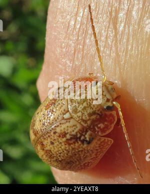 Coleottero tartaruga all'eucalipto (Paropsis charybdis) Foto Stock