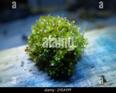 Muschio a vite (Syntrichia latifolia) Foto Stock