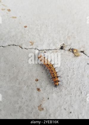 Moth tigre dubbia (Spilosoma dubia) Foto Stock