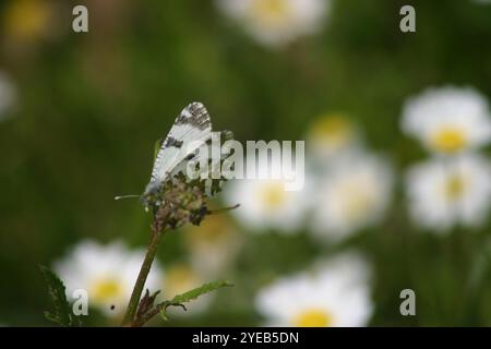 Bianco dappato orientale (Euchloe ausonia) Foto Stock