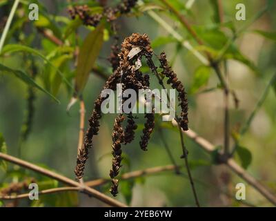 Farfalla asiatica (Buddleja asiatica) Foto Stock