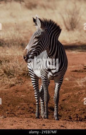 Zebra di Grévy (Equus grevyi), riserva nazionale di Samburu, Kenya, Africa orientale Foto Stock