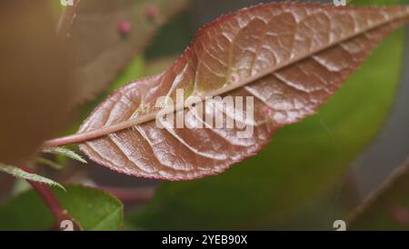 Acaro di zenzero di prugna (Eriophyes emarginatae) Foto Stock