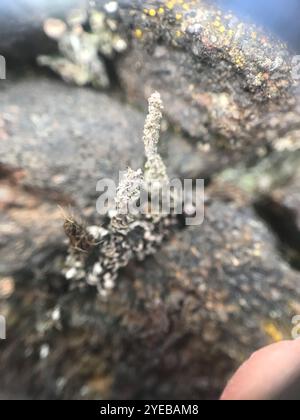 Tazza di mealy Pixie (Cladonia clorophaea) Foto Stock