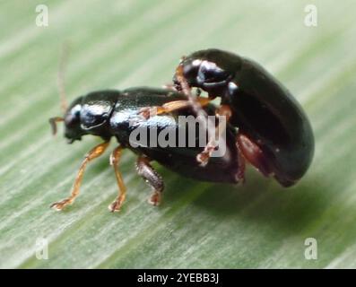 Coleottero delle pulci dell'Iris (Aphthona nonstriata) Foto Stock