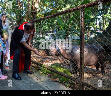 Chiang mai, Thailandia. 30 ottobre 2024. Wutthichai Muangman, direttore dello zoo di Chiang mai, vestito da Conte Dracula, è visto dare da mangiare carote a un ippopotamo pigmeo allo zoo di Chiang mai. Lo zoo di Chiang mai celebra Halloween decorando i giardini con temi festivi. I membri del personale indossano costumi per migliorare l'atmosfera spettrale e sono allestiti degli spot fotografici per i turisti per immortalare i ricordi delle vacanze e promuovere il turismo durante la stagione di Halloween. Credito: SOPA Images Limited/Alamy Live News Foto Stock
