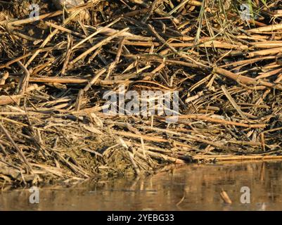 Il cecchino di Jack o jacksnipe (Lymnocryptes minimus) che forgia ad Agia Varvara, Cipro. Foto Stock