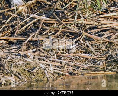 Il cecchino di Jack o jacksnipe (Lymnocryptes minimus) che forgia ad Agia Varvara, Cipro. Foto Stock