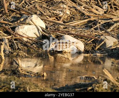 Il cecchino di Jack o jacksnipe (Lymnocryptes minimus) che forgia ad Agia Varvara, Cipro. Foto Stock