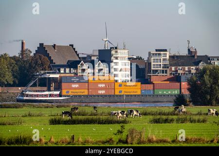Skyline di Emmerich, sul basso Reno, pascoli sulla riva sinistra del Reno, mucche, container cargo, NRW, Germania, Foto Stock