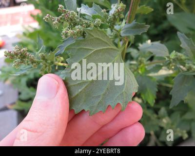 Zampa d'oca lievitata di ortica (Chenopodiastrum murale) Foto Stock