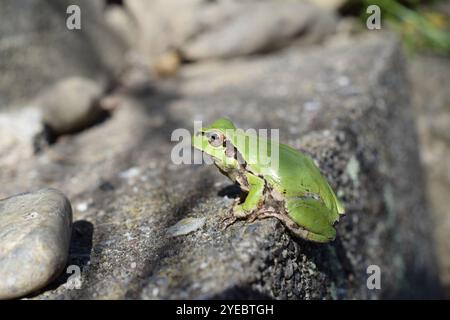 Rana albero giapponese (Hyla japonica) Foto Stock