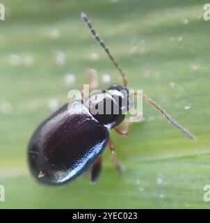 Coleottero delle pulci dell'Iris (Aphthona nonstriata) Foto Stock