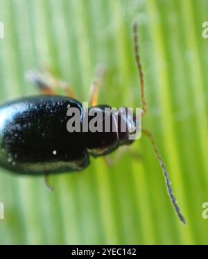 Coleottero delle pulci dell'Iris (Aphthona nonstriata) Foto Stock