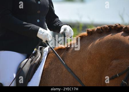 Un primo piano di un cavallo di baia in dressage sul ring durante una prova di completamento. Foto Stock