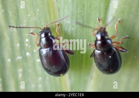 Coleottero delle pulci dell'Iris (Aphthona nonstriata) Foto Stock