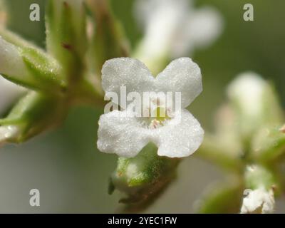 Farfalla asiatica (Buddleja asiatica) Foto Stock