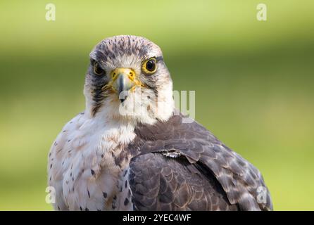 Falco Lanner, Falco biarmicus, primo piano ritratto di animali con il volto di un rapace che guarda la fotocamera. Cumbria, Regno Unito Foto Stock