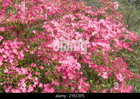 Dettaglio dei fiori di rododendro rosa su una grande pianta che cresce nei boschi vicino ad Ambleside, Lake District, Regno Unito Foto Stock