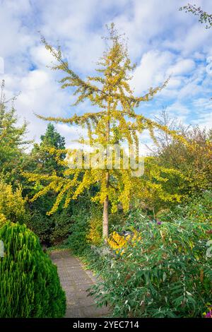 Splendido albero di Ginkgo biloba o maidenhair con foglie di colori autunnali Foto Stock