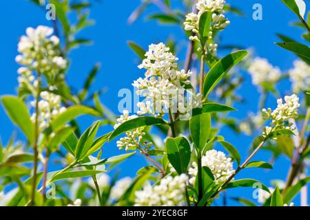 Privet comune (ligustrum vulgare), primo piano dei piccoli fiori bianchi prodotti dall'arbusto comunemente piantato all'inizio dell'estate contro un cielo azzurro. Foto Stock