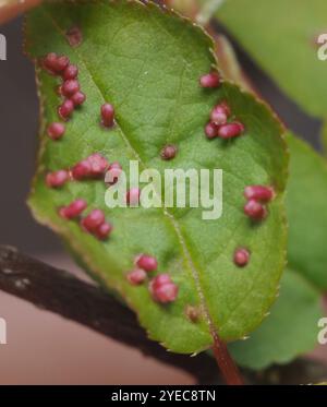 Acaro di zenzero di prugna (Eriophyes emarginatae) Foto Stock