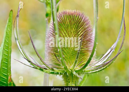 Teasel (dipsacus fullonum), primo piano della suggestiva testa di fiore spinoso del fiore selvatico comune, isolata dallo sfondo. Foto Stock