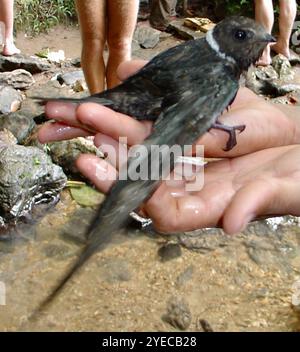 Swift con colletto bianco (Streptoprocne zonaris) Foto Stock