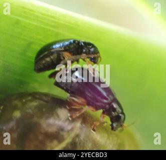 Coleottero delle pulci dell'Iris (Aphthona nonstriata) Foto Stock