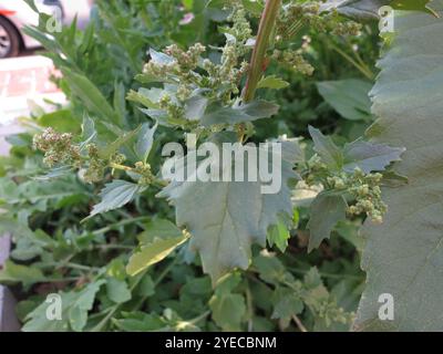 Zampa d'oca lievitata di ortica (Chenopodiastrum murale) Foto Stock