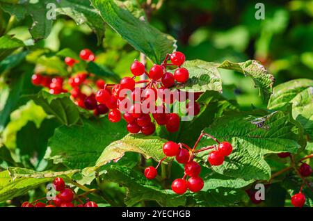 Bacche di viburnum rosse su cespuglio con foglie verdi in giardino. Uso nel design, nella cucina, nella medicina. Foto Stock