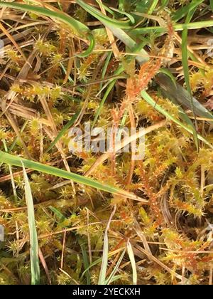 Piazza Moss Gooseneck (Rhytidiadelphus Square rosus) Foto Stock