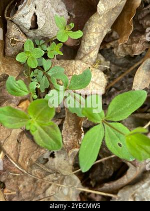 Cannuccia di liquirizia (Galium circaezans) Foto Stock