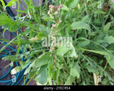 Zampa d'oca lievitata di ortica (Chenopodiastrum murale) Foto Stock